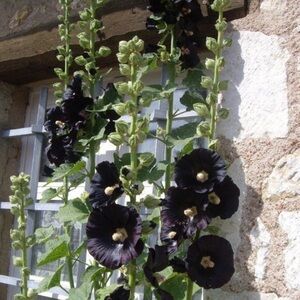 Meet your Posher, Bonnie